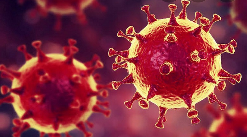 corona virus genetic structure