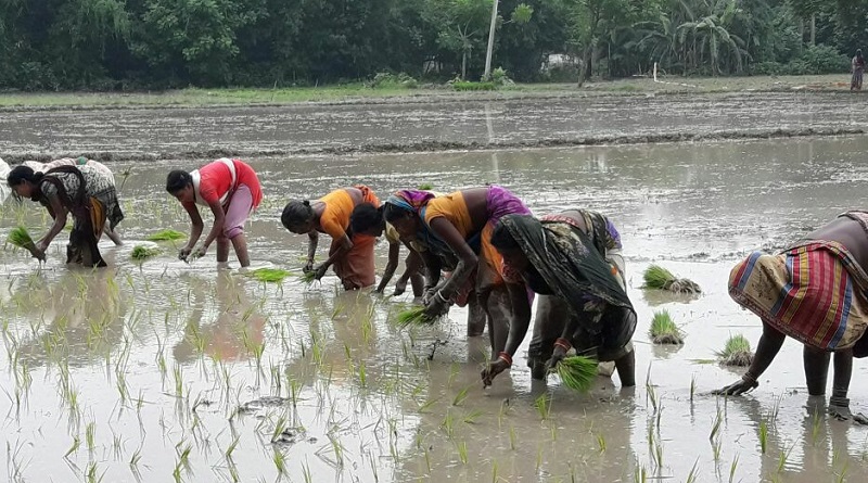 farm labourer dalit women worker
