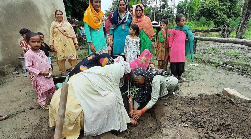 van gujjar tree plantation