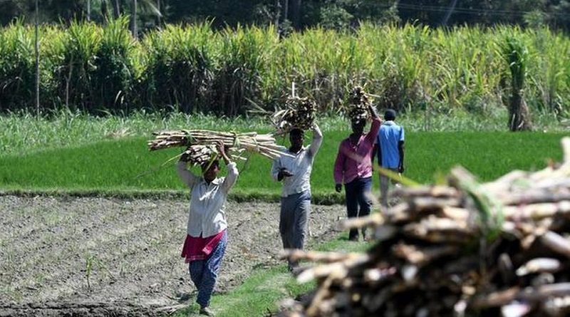 sugar cane cutter workers