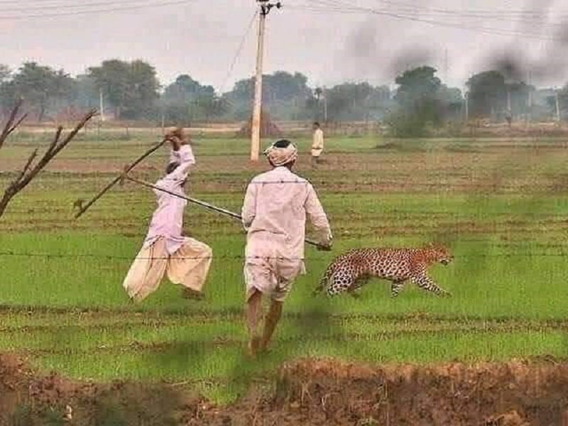 farmers get ride of leopard