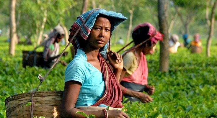 chai bagan labour