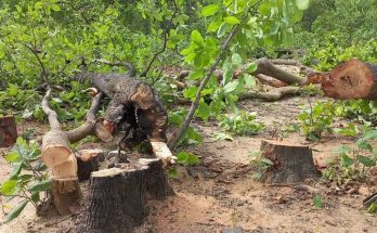 https://www.workersunity.com/wp-content/uploads/2022/06/Hasdev-forest-tree-cutting.jpg