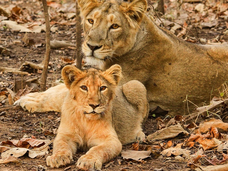 Lion with cub