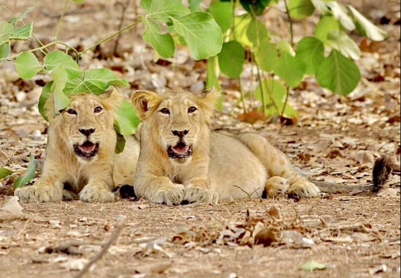 https://www.workersunity.com/wp-content/uploads/2022/11/lion-cubs.jpg