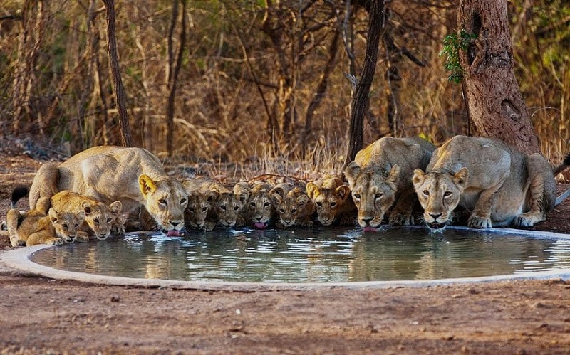 lion family at water body