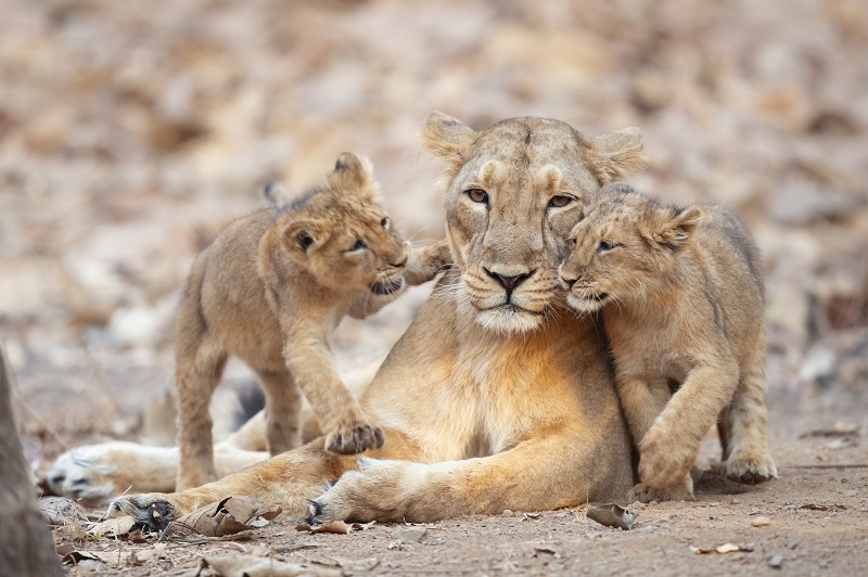 lioness with her cubs