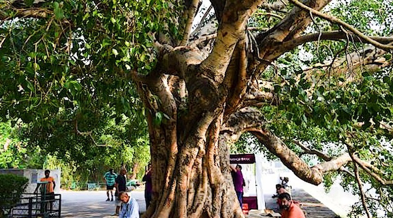 https://www.workersunity.com/wp-content/uploads/2022/12/Peepal-tree-of-chandigargh.jpg