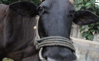 https://www.workersunity.com/wp-content/uploads/2023/02/cow-day.jpg